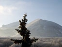 Одинокая елка небо, шишки, равнина, гора