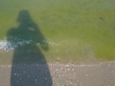 Вода на море море, пляж, цветение