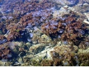 «Жгучие» море, водоросли, медузы, камни