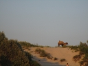 Верблюд среди барханов пляжа верблюд, песок, пляж