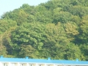 деревья, флора
