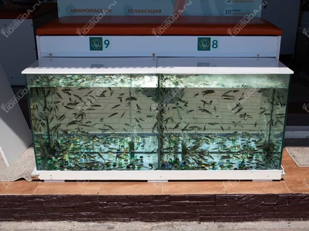 Fish SPA - аквариум с рыбками для пилинга в Дивноморске