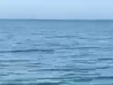 видео номер 225