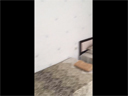 видео номер 354