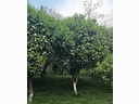видео номер 886